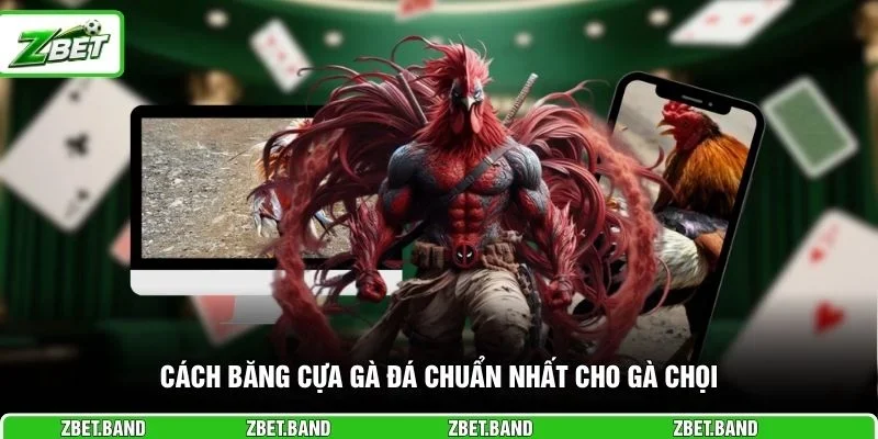 Cách băng cựa gà đá chuẩn nhất cho gà chọi