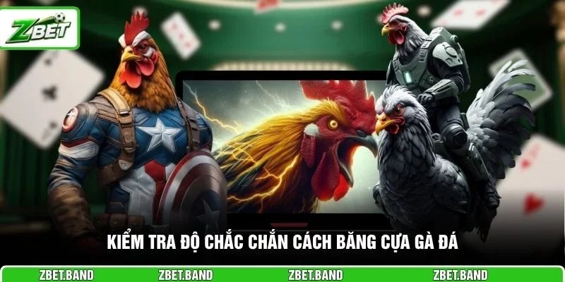 Kiểm tra độ chắc chắn cách băng cựa gà đá