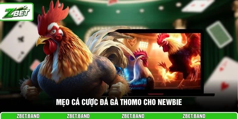 Mẹo cá cược đá gà Thomo cho newbie
